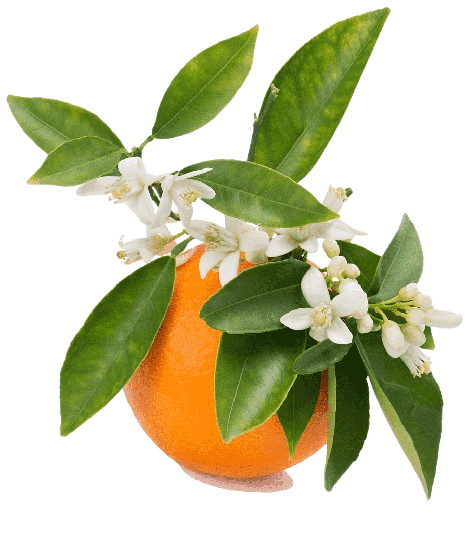 orange flower water removebg preview