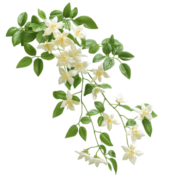 pngtree elegant white jasmine flowers with green leaves isolated on transparent background png image 15775271