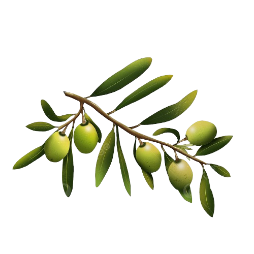 pngtree hand drawn green peace olive branch png image 5432174 removebg preview