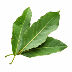 pngtree minimalist dried bay leaf photo png image 12980152