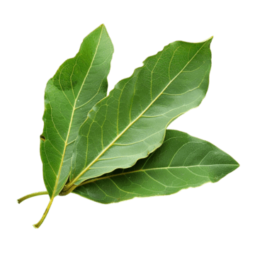 pngtree minimalist dried bay leaf photo png image 12980152